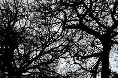 ORTO BOTANICO di Palermo in inverno. Fotografie di Giulio Azzarello &copy;2016.