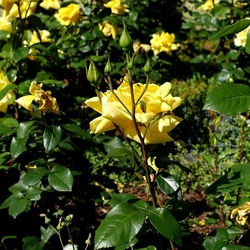 ROSETO. Fotografie di Giulio Azzarello &copy;2022.