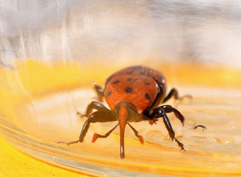 IL COLEOTTERO ROSSO e la moritura delle palme. Fotografie di Giulio Azzarello &copy;2014.