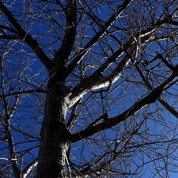 ALBERI. Fotografie di Giulio Azzarello &copy;2024.
