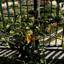 GIARDINO. Fotografie di Giulio Azzarello ©2022.