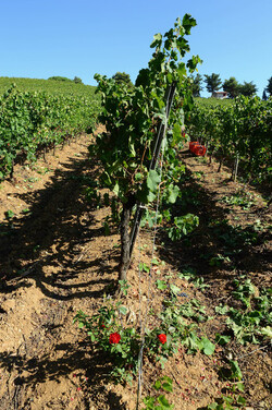 VENDEMMIA a S.Cristina Gela in Sicilia. Fotografie di Giulio Azzarello &copy;2016.