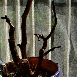 PIANTA DIPINTA. Fotografie di Giulio Azzarello ©2023. PIANTA DIPINTA. Fotografie di Giulio Azzarello ©2023.