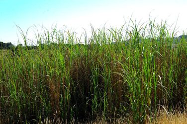 CANNETI in SICILIA. Fotografie di Giulio Azzarello &copy;2016.