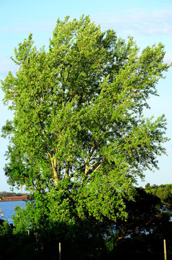 I SESTRIERI di VENEZIA fotografie di Giulio Azzarello &copy;2016.