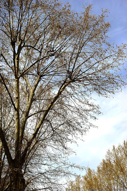 VILLA BONANNO a Palermo. Fotografie di Giulio Azzarello &copy;2016.