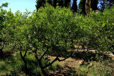GIARDINO SICILIANO fotografie di Giulio Azzarello ©2021. GIARDINO SICILIANO fotografie di Giulio Azzarello ©2021.
