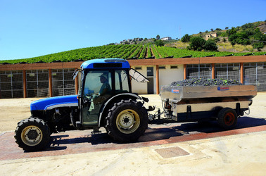 AZIENDA VITIVINICOLA in Sicilia. Fotografie di Giulio Azzarello ©2016. AZIENDA VITIVINICOLA in Sicilia. Fotografie di Giulio Azzarello ©2016.