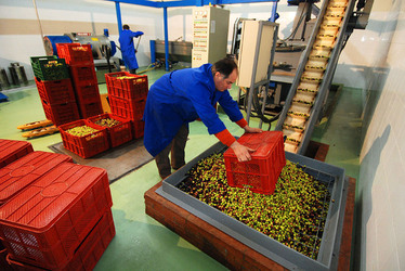 TIPICO FRANTOIO fotografie di Giulio Azzarello ©2014. TIPICO FRANTOIO fotografie di Giulio Azzarello ©2014.