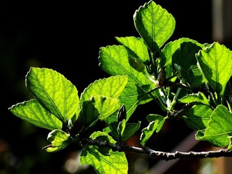 HABITAT NATURA in campagna. Fotografie di Giulio Azzarello ©2015 2016. HABITAT NATURA in campagna. Fotografie di Giulio Azzarello ©2015 2016.