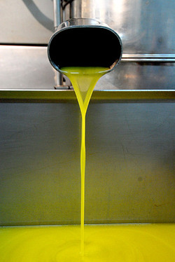 TIPICO FRANTOIO fotografie di Giulio Azzarello ©2014. TIPICO FRANTOIO fotografie di Giulio Azzarello ©2014.