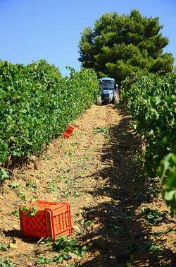 VENDEMMIA a S.Cristina Gela i coltivatori. Fotografie di Giulio Azzarello ©2016. VENDEMMIA a S.Cristina Gela i coltivatori. Fotografie di Giulio Azzarello ©2016.