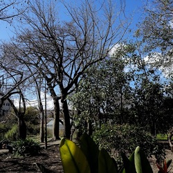 ORTO BOTANICO DI PALERMO. Fotografie di Giulio Azzarello ©2022. ORTO BOTANICO DI PALERMO. Fotografie di Giulio Azzarello ©2022.