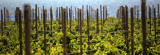 VIGNETO GIOVANE in Sicilia fotografie di Giulio Azzarello &copy;2016.
