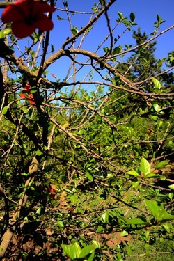 GIARDINO SICILIANO fotografie di Giulio Azzarello ©2021. GIARDINO SICILIANO fotografie di Giulio Azzarello ©2021.