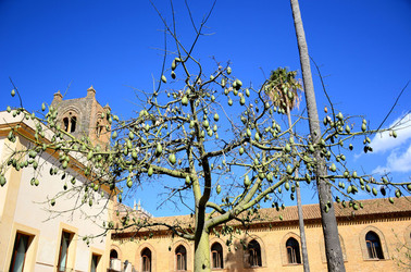 MACCHIA MEDITERRANEA in Sicilia. Fotografie di Giulio Azzarello &copy;2106.