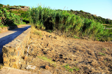 ISOLA DI USTICA la natura. Fotografie di Giulio Azzarello &copy;2016.