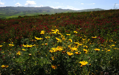 PAESAGGIO SICILIANO nel luogo delle macalube in Sicilia. Fotografie di Giulio Azzarello &copy;2014.