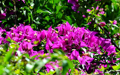 NATURA Violette siciliane in un tipico giardino in estate. Fotografie di Giulio Azzarello &copy;2014.