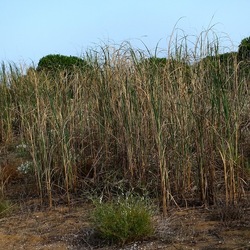 SELINUNTE. Fotografie di Giulio Azzarello ©2022. SELINUNTE. Fotografie di Giulio Azzarello ©2022.