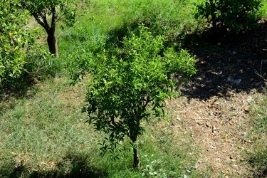 GIARDINO SICILIANO fotografie di Giulio Azzarello ©2021. GIARDINO SICILIANO fotografie di Giulio Azzarello ©2021.