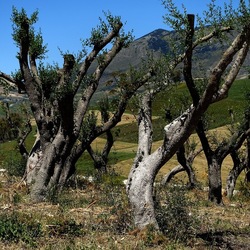 SEGESTA. Fotografie di Giulio Azzarello ©2024. SEGESTA. Fotografie di Giulio Azzarello ©2024.
