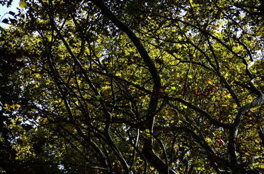 GIARDINI della BIENNALE a Venezia. Foto di Giulio Azzarello &copy;2015 2016.