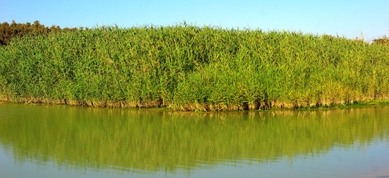 CANNETI in SICILIA. Fotografie di Giulio Azzarello &copy;2016.