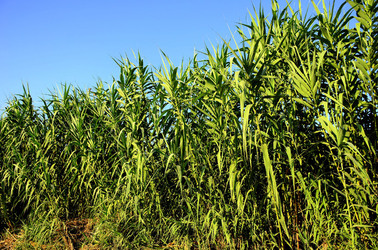 ISOLA DI USTICA la natura. Fotografie di Giulio Azzarello &copy;2016.
