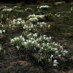 SELINUNTE. Fotografie di Giulio Azzarello ©2022. SELINUNTE. Fotografie di Giulio Azzarello ©2022.