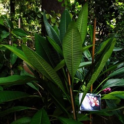 ORTO BOTANICO di PALERMO. Fotografie di Giulio Azzarello ©2019.