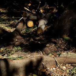 ORTO BOTANICO DI PALERMO. Fotografie di Giulio Azzarello ©2022. ORTO BOTANICO DI PALERMO. Fotografie di Giulio Azzarello ©2022.