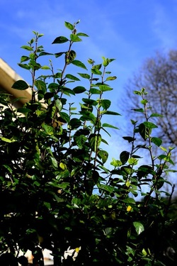 CAMPAGNA fotografie di Giulio Azzarello ©2020.