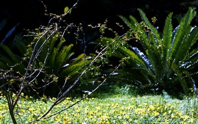 ORTO BOTANICO di Palermo. Fotografie di Giulio Azzarello ©2021.