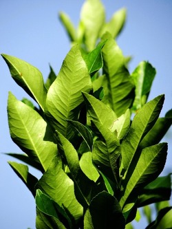 HABITAT NATURA in campagna. Fotografie di Giulio Azzarello ©2015 2016. HABITAT NATURA in campagna. Fotografie di Giulio Azzarello ©2015 2016.