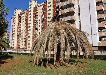 IL COLEOTTERO ROSSO e la moritura delle palme. Fotografie di Giulio Azzarello &copy;2014.