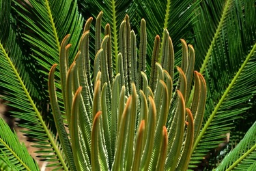 GIARDINO fotografie di Giulio Azzarello ©2019. GIARDINO fotografie di Giulio Azzarello ©2019.