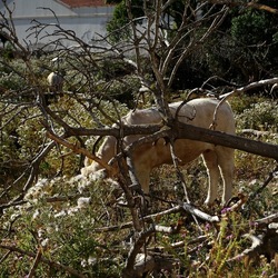 BESTIE. Fotografie di Giulio Azzarello ©2022. BESTIE. Fotografie di Giulio Azzarello ©2022.