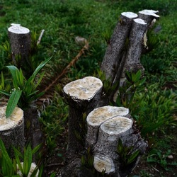 TRONCHI. Fotografie di Giulio Azzarello ©2022.