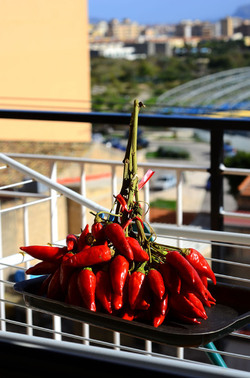 PEPERONCINO fotografie di Giulio Azzarello ©2014. PEPERONCINO fotografie di Giulio Azzarello ©2014.