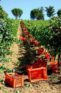VENDEMMIA a S.Cristina Gela in Sicilia. Fotografie di Giulio Azzarello &copy;2016.
