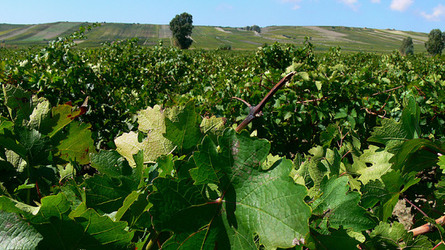 VIGNETO tipico siciliano a Salemi panoramiche e particolari. Fotografie di Giulio Azzarello &copy;2014.