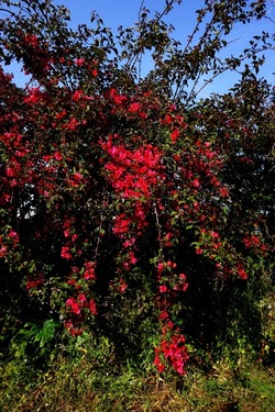 MONDELLO. Fotografie di Giulio Azzarello &copy;2023.