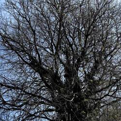 PIANTE. Fotografie di Giulio Azzarello &copy;2022.