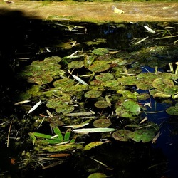 ORTO BOTANICO DI PALERMO. Fotografie di Giulio Azzarello ©2022. ORTO BOTANICO DI PALERMO. Fotografie di Giulio Azzarello ©2022.