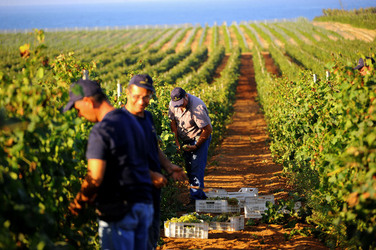 VENDEMMIA a Mazzara del Vallo in Sicilia con i contadini. Fotografie di Giulio Azzarello ©2016. VENDEMMIA a Mazzara del Vallo in Sicilia con i contadini. Fotografie di Giulio Azzarello ©2016.