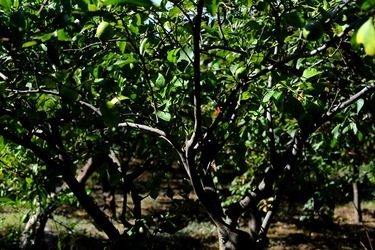 GIARDINO SICILIANO fotografie di Giulio Azzarello &copy;2020.