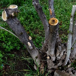TRONCHI. Fotografie di Giulio Azzarello ©2022.