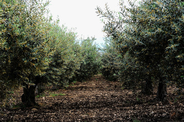 VIGNETO AGRITURISTICO PLANETA a Sambuca di Sicilia. Fotografie di Giulio Azzarello &copy;2014.