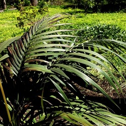 ORTO BOTANICO DI PALERMO. Fotografie di Giulio Azzarello ©2022. ORTO BOTANICO DI PALERMO. Fotografie di Giulio Azzarello ©2022.